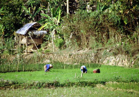 laos -  muang khua - field workers.jpg